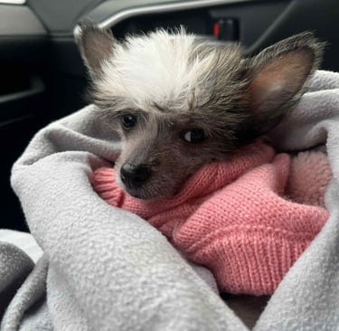 a small dog is laying on a blanket