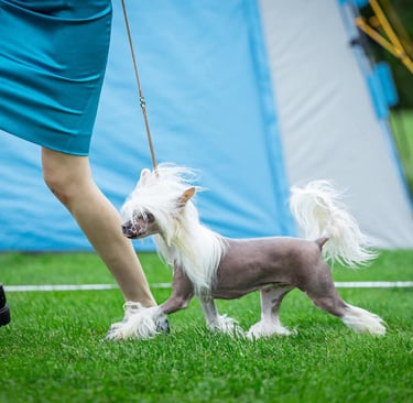 a dog is being walked by a woman in a blue dress
