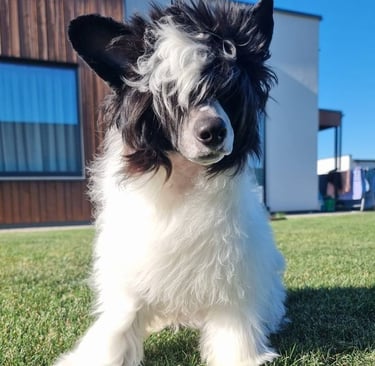Chinese Crested Dog