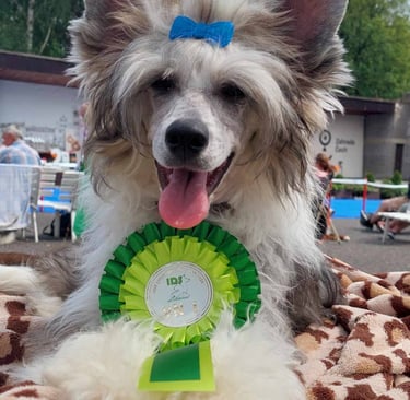 a dog with a ribbon around its neck and a ribbon around its neck