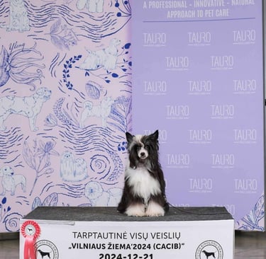 a dog sitting on a table with a sign that says tauroo tauing