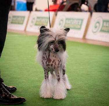 a dog is being held by a person in a dog show