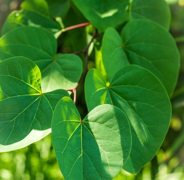 Lichtval op blad van Cercis