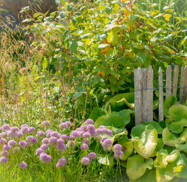 Natuurlijke tuin met losse beplanting