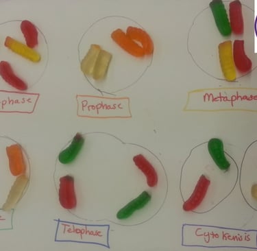 Stages of Meiosis using Gummy Worms.