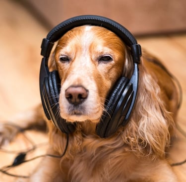 Tu perro mascota con cascos de música escuchando una canción personalizada de Musycol.