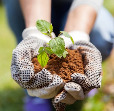 Plant planten borderplan tuinontwerp bloemen en vaste planten