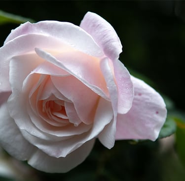 a pink rose flower with water droplets on the petals - Chameleon Garden Perfumery