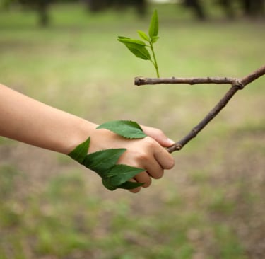 a person holding a branch of a tree