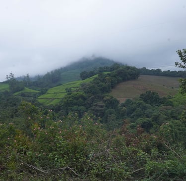 misty mountains in Munnar