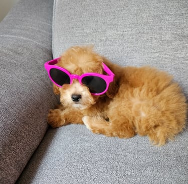 Red poodle puppy
