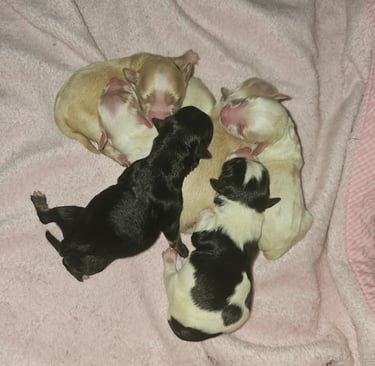 litter of cute newborn puppies