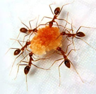 dedetização para formigas