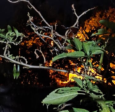 Licht und Schatten in der Natur