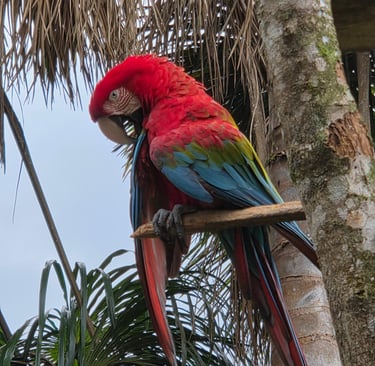 Guacamayo Papagei Manu Nationalpark Peru