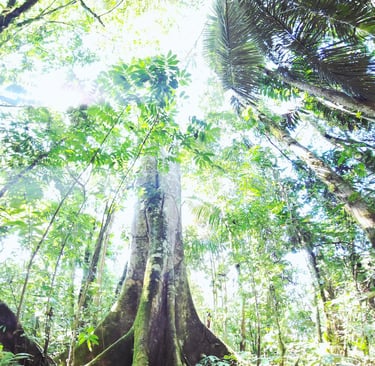 Oje Baum, Baum des Amazonas