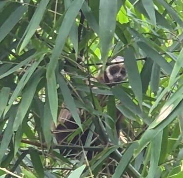 Affe Amazonas