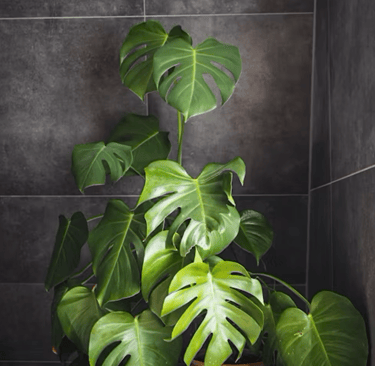 Plantes vertes pour la touche zen de la salle de bain