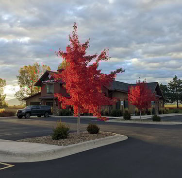 a red tree in a parking lot with a truck parked in front of it