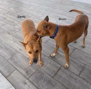 Rescue dogs Sandy and Bruno