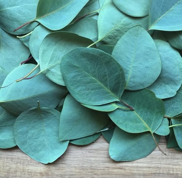 eucalyptus essential oil