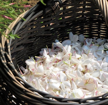 dried jasmine flowers