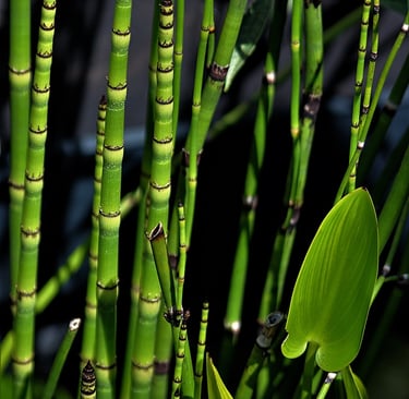 horsetail extract