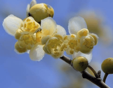 litsea cubeba essential oil