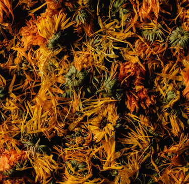 dried calendula flowers