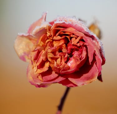 dried rose petals