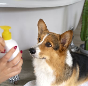 dog shampoo