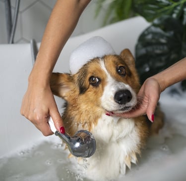 shampooing your dog