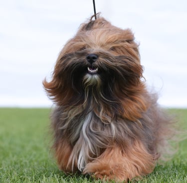 a dog is walking on the grass with a leash