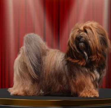 Hawańczyk Interchampion