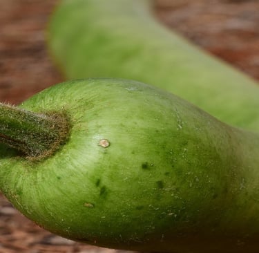 Bottle Gourd
