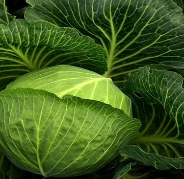 Cabbage