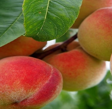 Peach