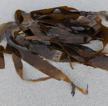 Kelp Sea Vegetable