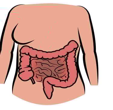 Human Intestine