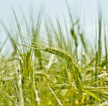 Teff