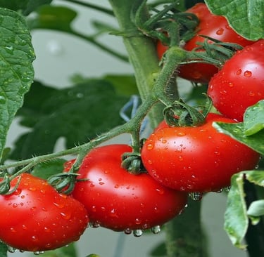 Tomatoes on the Plant