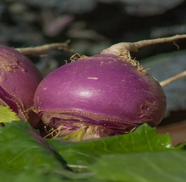 Turnips