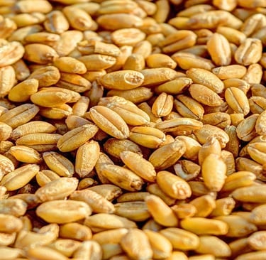 Wheat 