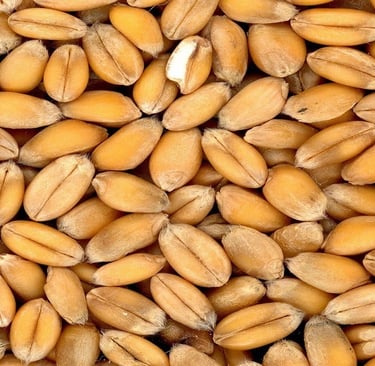 Whole wheat grains