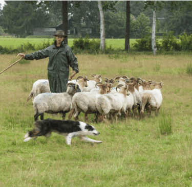 Demonstratie schapendrijven