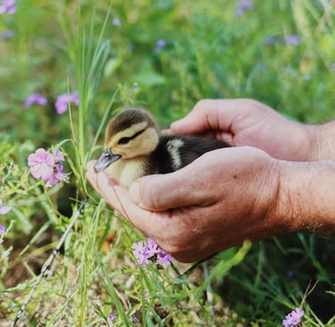 person holding a baby duck, in a field of purple flowers, so cute! 