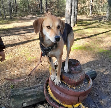 Hundeschule AugenBlicke Borkheide, Treuenbrietzen, Beelitz, Brück, Michendorf, Seddiner See, Werder