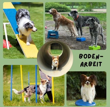 Bodenarbeit mit Hund - Bindung aufbauen un stärken: Borkheide, Beelitz, Seddiner See, Michendorf