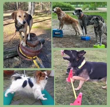 BODENARBEIT mit Hund: Borkheide und Umgebung, Potsdam, Berlin, Werder, Michendorf, Brandenburg