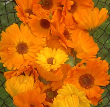 calendula fleurs soucis féminin cercle de femmes
